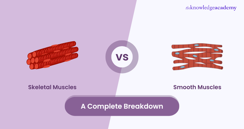 Difference Between Skeletal and Smooth Muscle