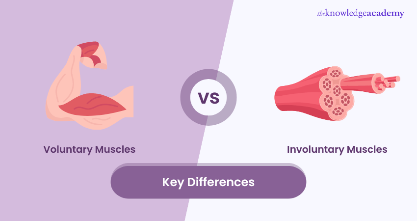 Difference Between Voluntary and Involuntary Muscles