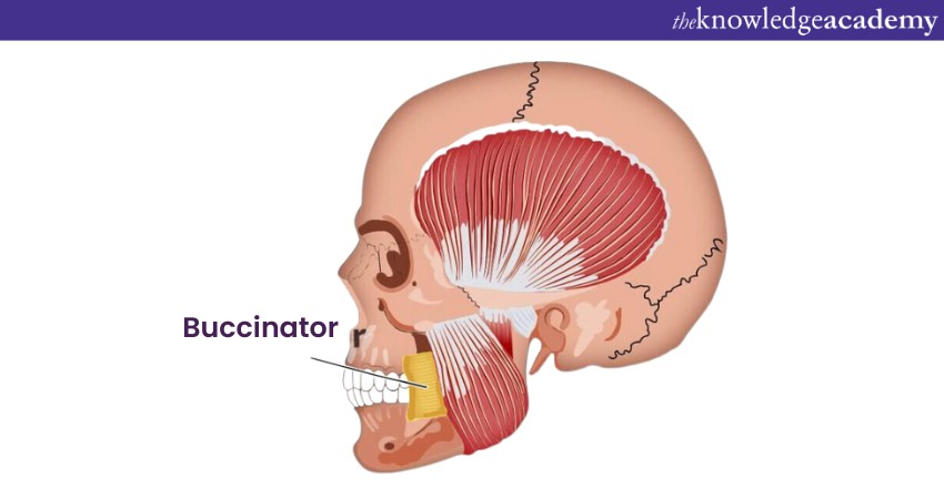 Digastric muscle