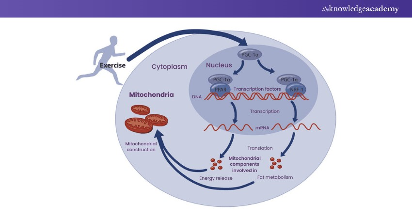 How do Muscles Respond During and After Exercise