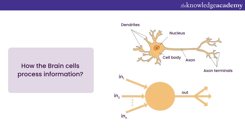 How does the Brain work