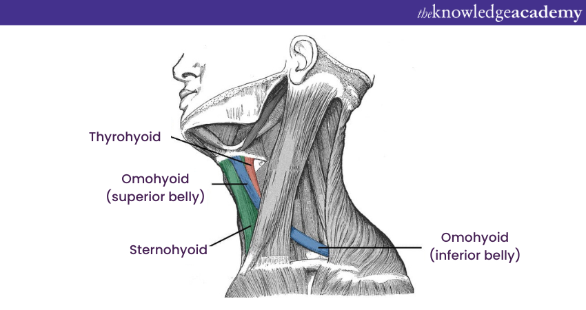 Infrahyoid muscles