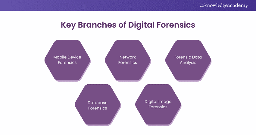 Key Branches of Digital Forensics