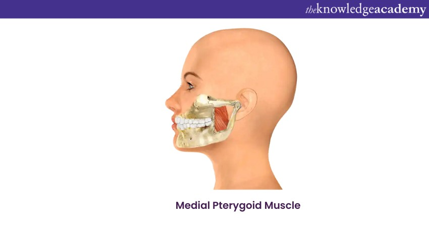 Muscles Of Mastication Physiology Essentials 9959