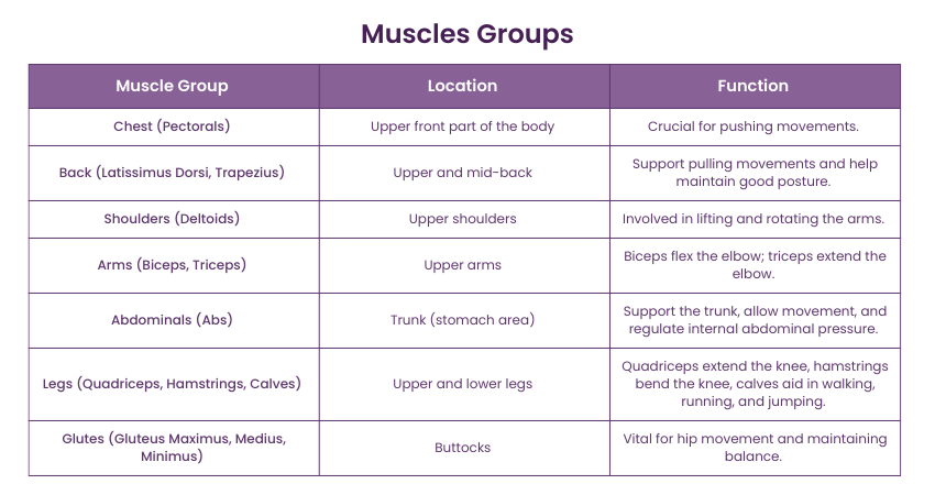 Muscles Groups