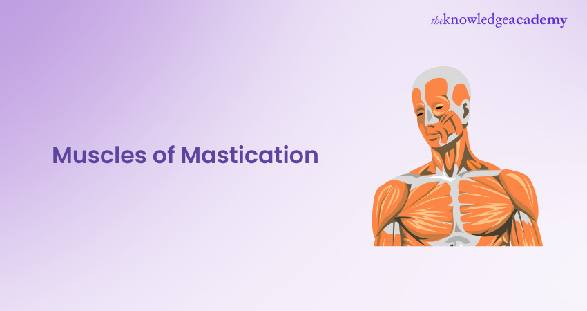 Muscles of Mastication