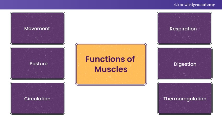 Roles of Muscles