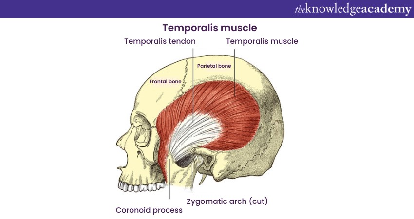 Temporalis muscle