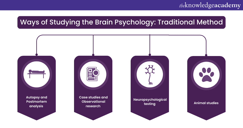 Ways of Studying the Brain Psychology: Explained in Detail