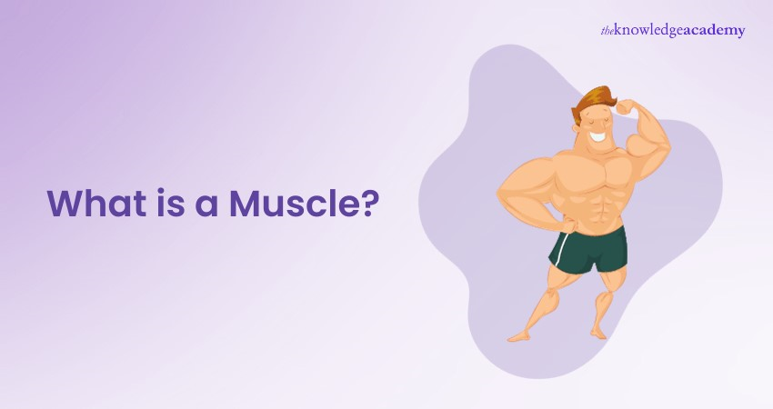 What is a Muscle?