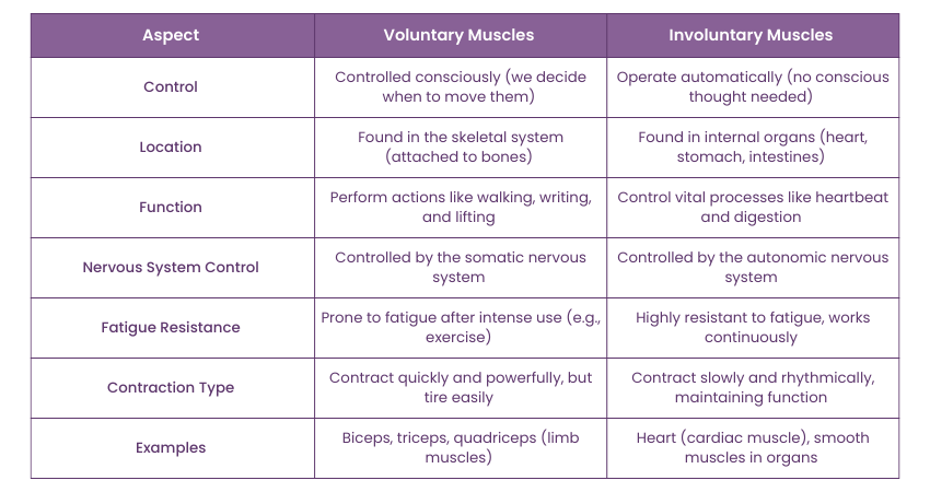 What is the Difference Between Voluntary and Involuntary Muscles