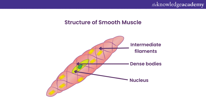 structure of Smooth Muscle